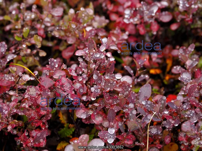 : Herbstlich gefte Beerenstraher mit : Herbstlich gefte Beerenstraher mit