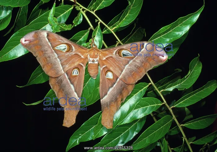 : Hercules / Atlas Moth - female : Hercules / Atlas Moth - female
