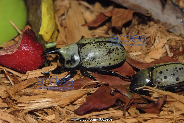 : Hercules Beetle : Hercules Beetle