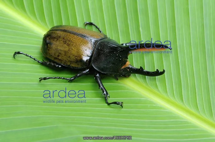 : Hercules beetle : Hercules beetle