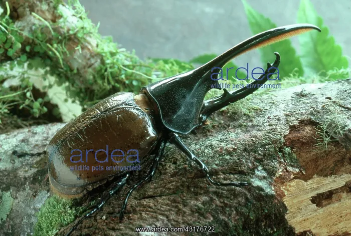 : Hercules Beetle (Dynastes hercules) : Hercules Beetle (Dynastes hercules)