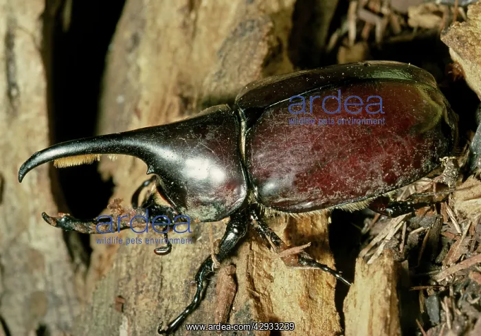 : Hercules Beetle (Scarabaeidae) : Hercules Beetle (Scarabaeidae)