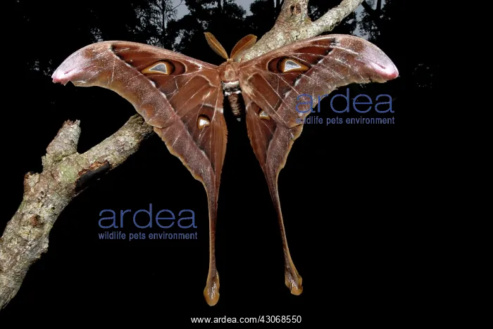  : Hercules Moth