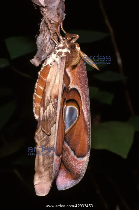 : Hercules moth - female newly emerged from cocoon : Hercules moth - female newly emerged from cocoon