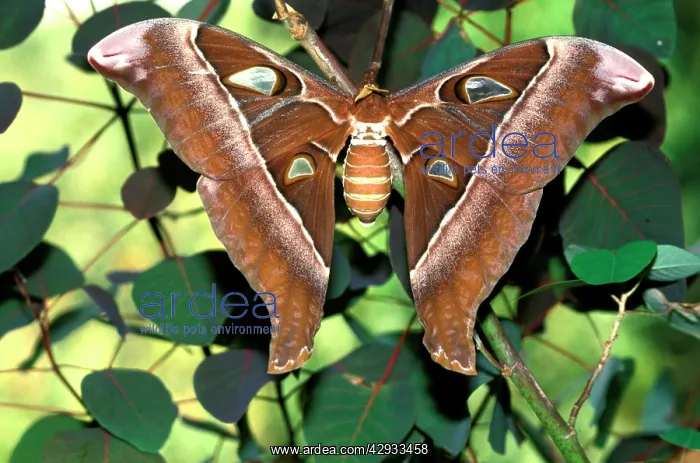 : Hercules moth - female. By wing area, the female : Hercules moth - female. By wing area, the female
