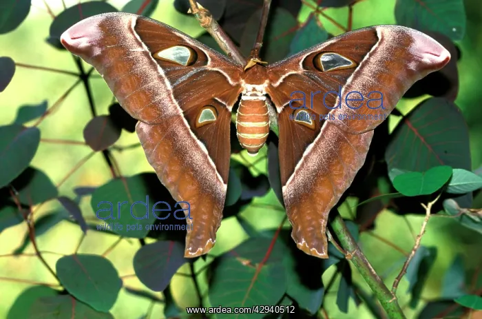 : Hercules Moth - female. By wing area, the female : Hercules Moth - female. By wing area, the female