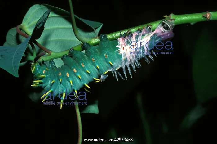 : Hercules moth - larva casting its skin. The white : Hercules moth - larva casting its skin. The white