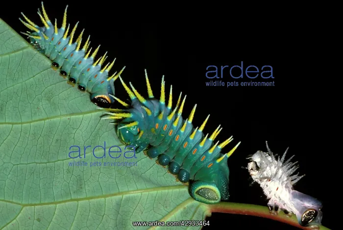 : Hercules moth - larvae and a cast skin : Hercules moth - larvae and a cast skin