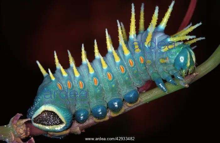 : Hercules moth - mature larva; grows to about 10 cm : Hercules moth - mature larva; grows to about 10 cm