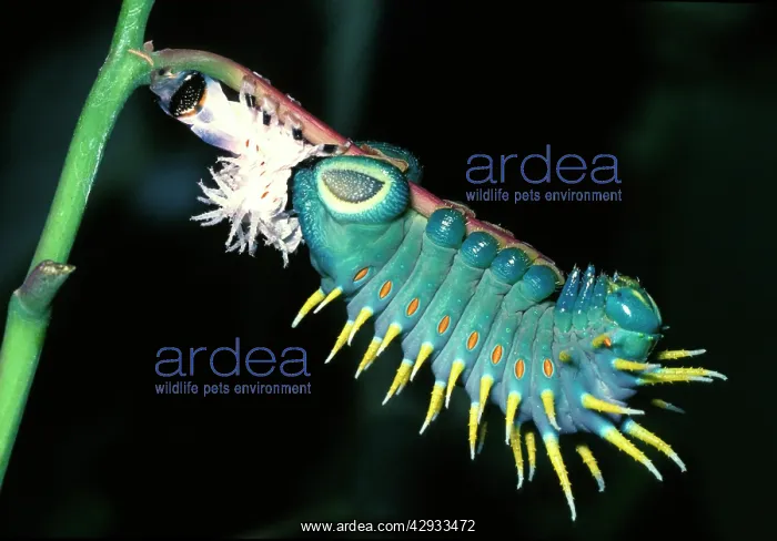: Hercules moth - newly moulted larva : Hercules moth - newly moulted larva