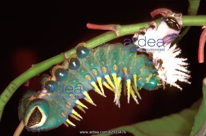 : Hercules moth - newly moulted larva eating its cast skin : Hercules moth - newly moulted larva eating its cast skin