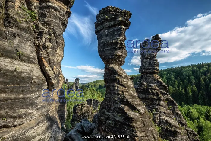 : Hercules Pillars in the Bielatal, Elbe Sandstone : Hercules Pillars in the Bielatal, Elbe Sandstone