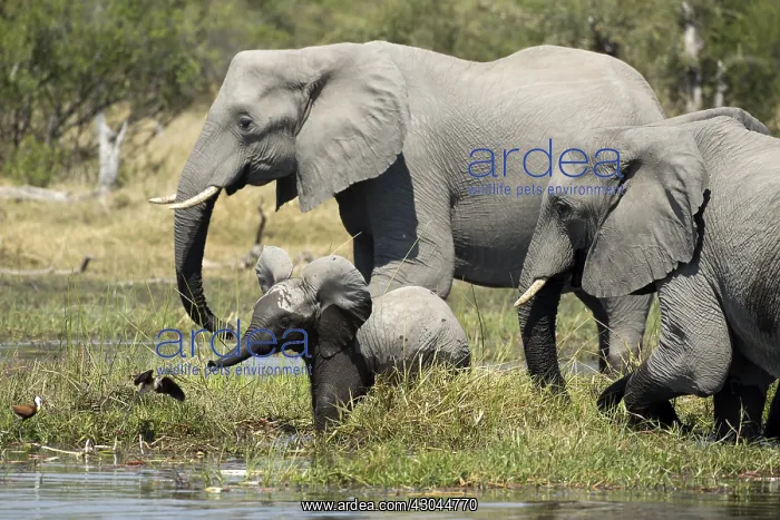  : Herd of African Elephants - crossing the river