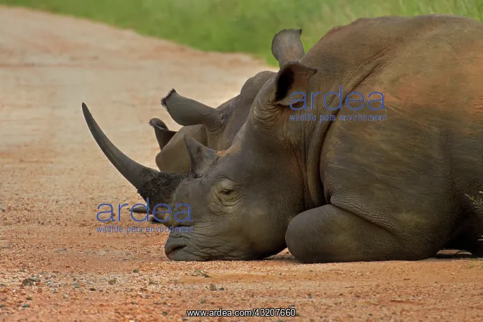 : A herd (AKA a crash or stubbornness') : A herd (AKA a crash or stubbornness')