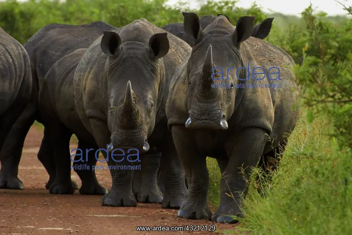 : A herd (AKA a crash or stubbornness') : A herd (AKA a crash or stubbornness')