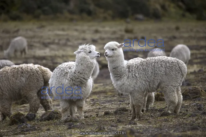 : Herd of Alpacas in the Andes Mountains Ecuador : Herd of Alpacas in the Andes Mountains Ecuador