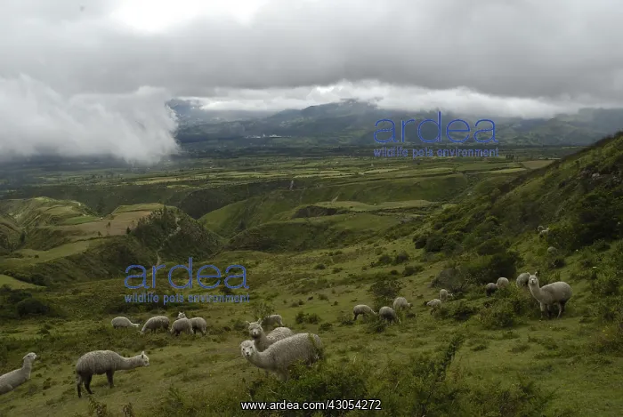 : Herd of Alpacas in a meadow Morochos valley Ecuador : Herd of Alpacas in a meadow Morochos valley Ecuador