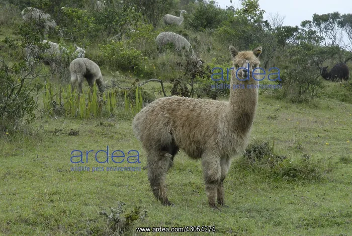 : Herd of Alpacas in a meadow Morochos valley Ecuador : Herd of Alpacas in a meadow Morochos valley Ecuador