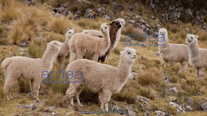 : A herd of Alpacas (Vicugna pacos), Cordillera Huayhuash : A herd of Alpacas (Vicugna pacos), Cordillera Huayhuash