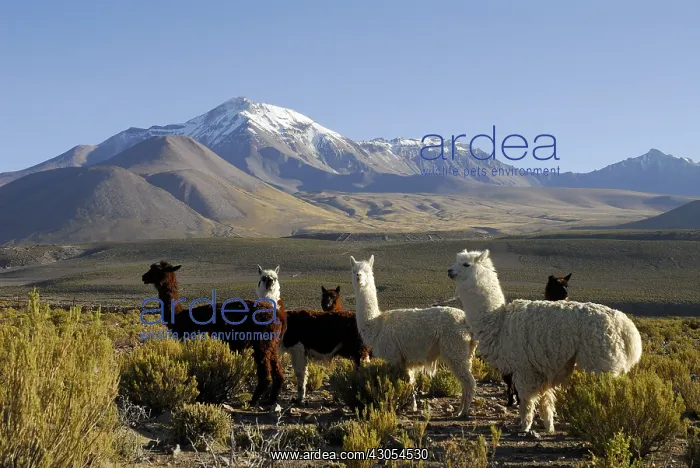 : Herd of Alpacas before the volcano Cabaray Isluga NP Chile : Herd of Alpacas before the volcano Cabaray Isluga NP Chile