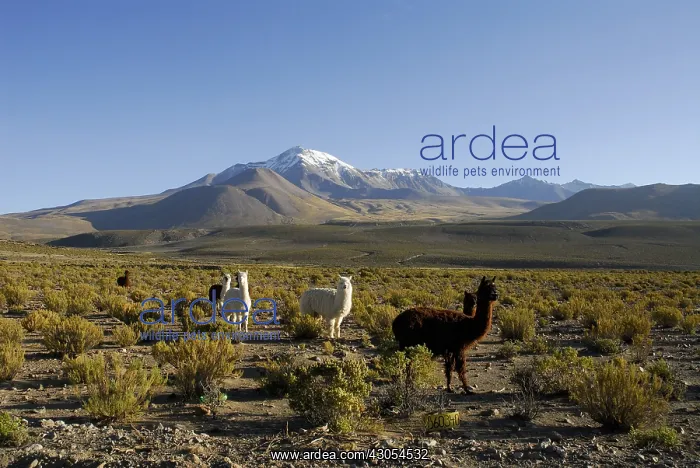 : Herd of Alpacas before the volcano Cabaray Isluga NP Chile : Herd of Alpacas before the volcano Cabaray Isluga NP Chile