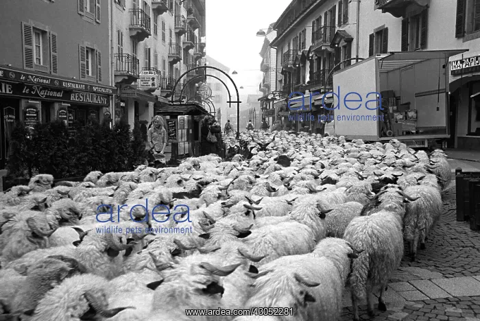 : Herd in autumn transhumance in a street France : Herd in autumn transhumance in a street France