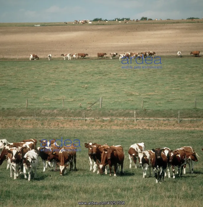 : Herd of Ayrshire Cattle : Herd of Ayrshire Cattle