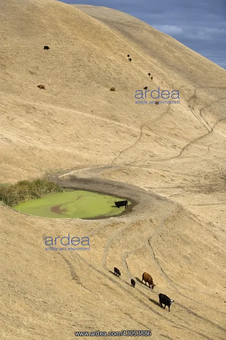 : Herd of black cows near Altamont pass California USA : Herd of black cows near Altamont pass California USA