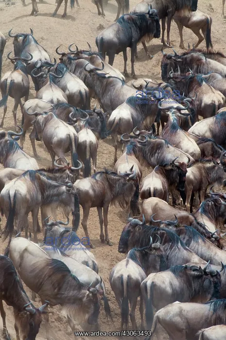 : Herd of blue wildebeest (Connochaetes taurinus)