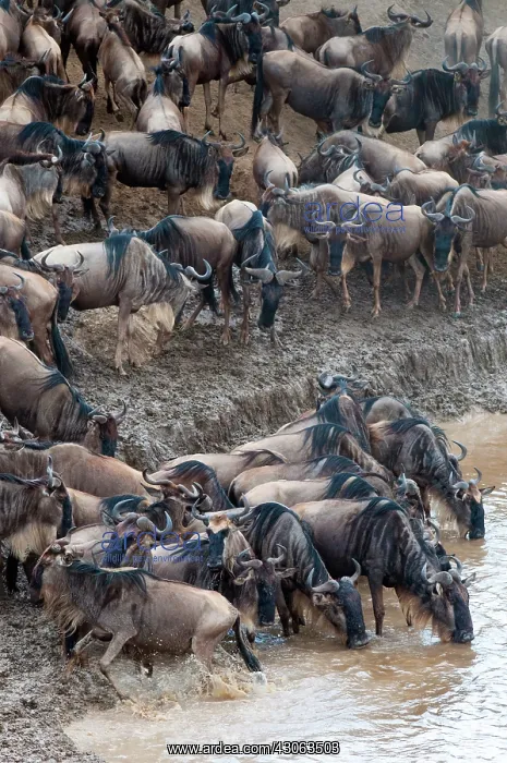 : Herd of blue wildebeest (Connochaetes taurinus) : Herd of blue wildebeest (Connochaetes taurinus)