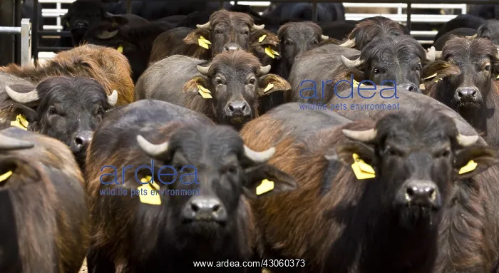 : Herd of Buffalo heifers Region of Naples Italy : Herd of Buffalo heifers Region of Naples Italy