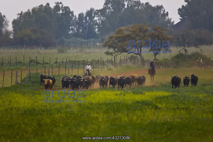 : Herd of Bulls in Andalusia Spain : Herd of Bulls in Andalusia Spain