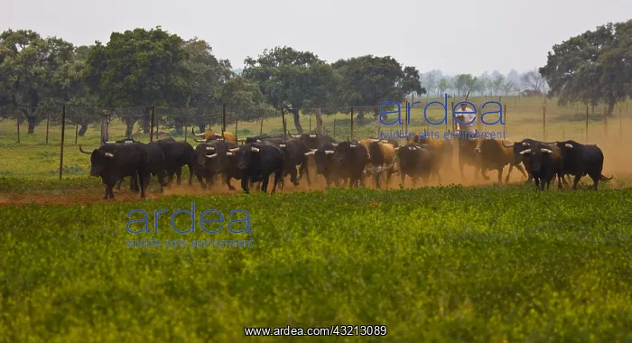 : Herd of Bulls in Andalusia Spain : Herd of Bulls in Andalusia Spain