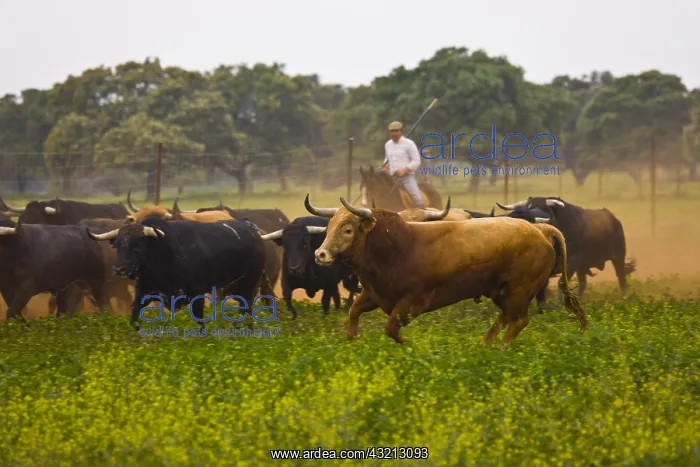 : Herd of Bulls in Andalusia Spain : Herd of Bulls in Andalusia Spain