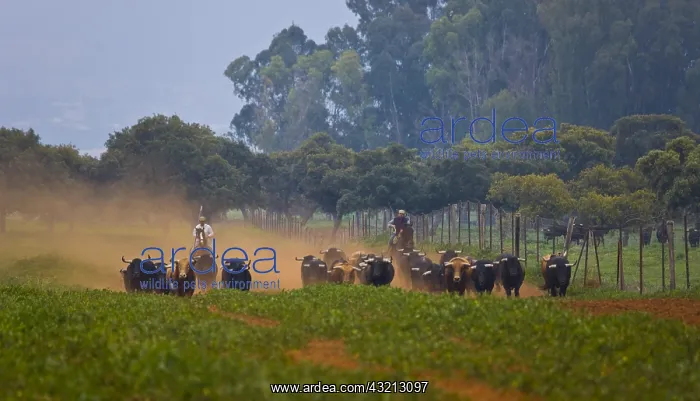 : Herd of Bulls in Andalusia Spain : Herd of Bulls in Andalusia Spain