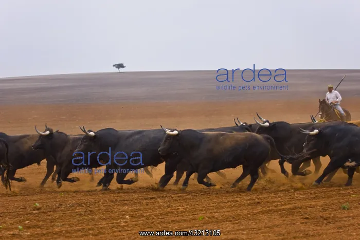 : Herd of Bulls in a field Andalusia Spain : Herd of Bulls in a field Andalusia Spain