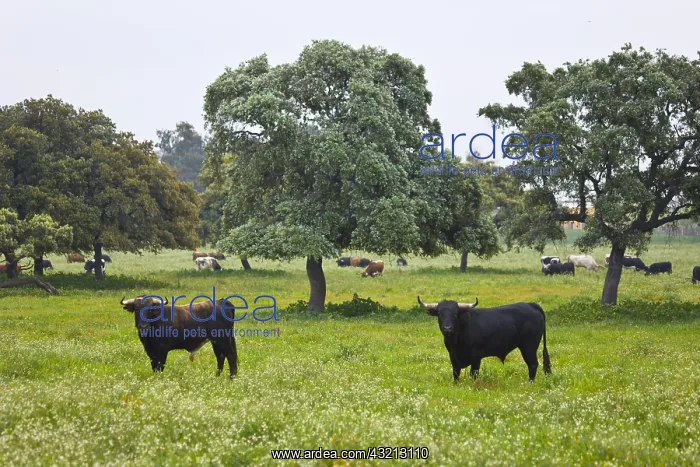: Herd of bulls in a meadow in Andalusia Spain : Herd of bulls in a meadow in Andalusia Spain