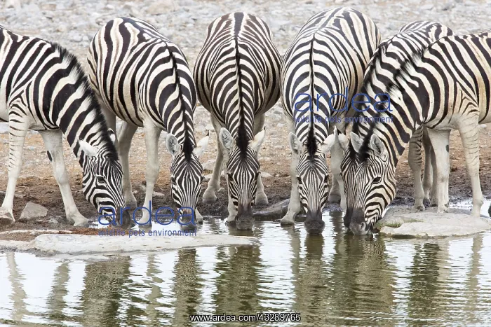 : Herd of Burchell's Zebra (Equus quagga burchel : Herd of Burchell's Zebra (Equus quagga burchel