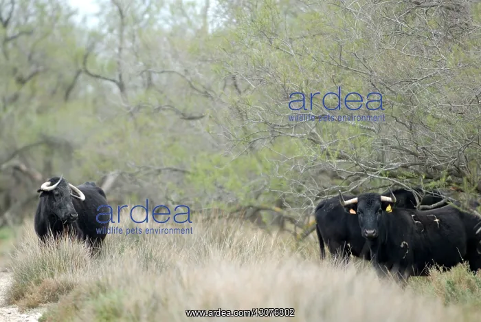 : Herd of Camargue bulls Camargue France : Herd of Camargue bulls Camargue France