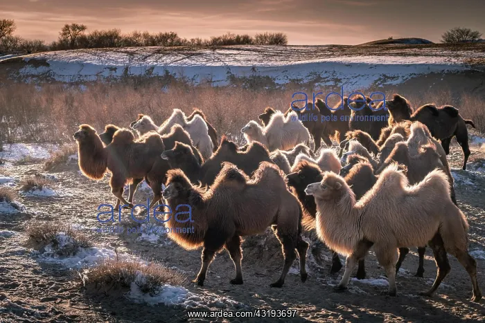 : Herd of camels, Bactrian camels (Camelus bactrianus) : Herd of camels, Bactrian camels (Camelus bactrianus)