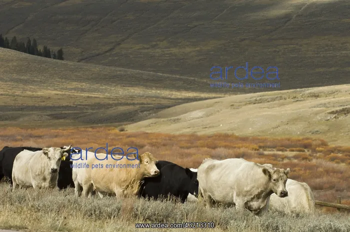 : Herd of cattle at Bighorn Mountains Wyoming USA : Herd of cattle at Bighorn Mountains Wyoming USA