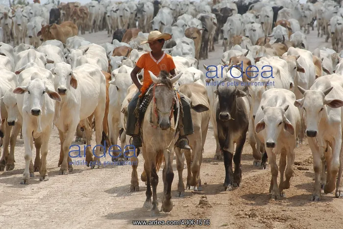 : Herd of cattle on track Amazon State of Acre Brazil : Herd of cattle on track Amazon State of Acre Brazil