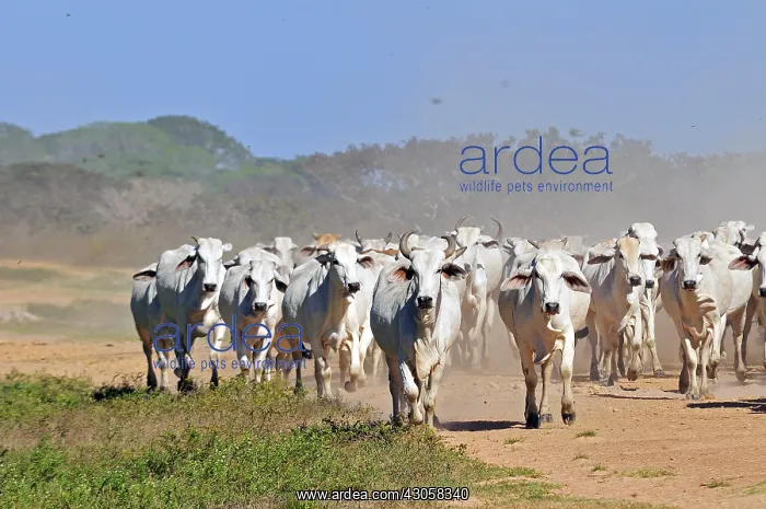 : Herd of cows Brahmans Llanos Venezuela : Herd of cows Brahmans Llanos Venezuela