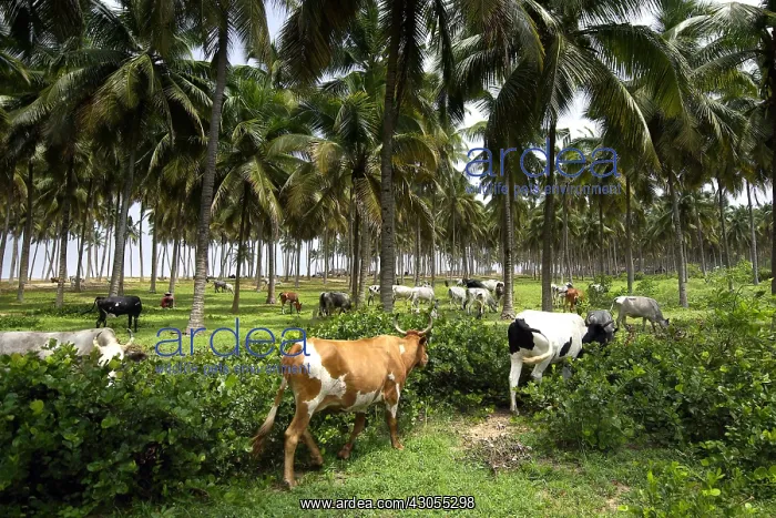 : Herd of Cows in a coconut plantation Benin : Herd of Cows in a coconut plantation Benin