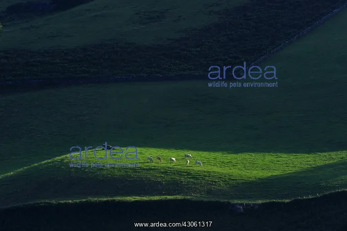 : Herd of cows at dawn Iraty Basque Country France : Herd of cows at dawn Iraty Basque Country France