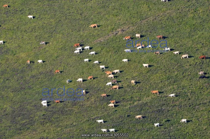 : Herd of Cows grazing on a pasture Pyrenees France : Herd of Cows grazing on a pasture Pyrenees France