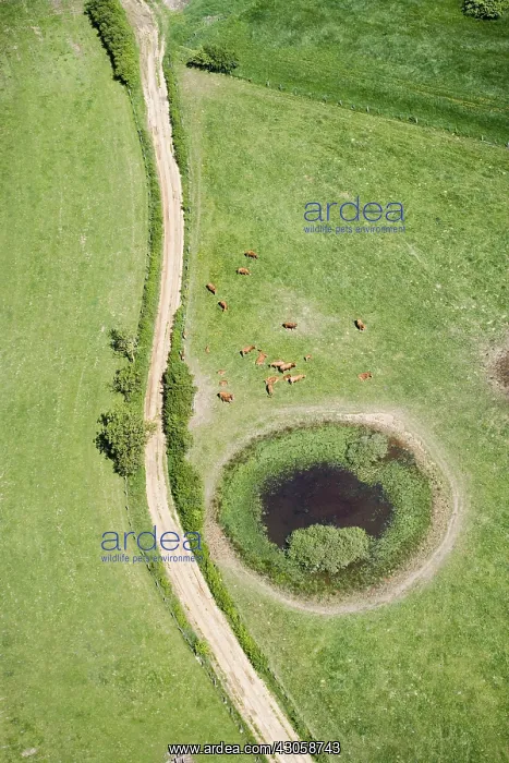 : Herd of Cows limousine near a small pond France : Herd of Cows limousine near a small pond France