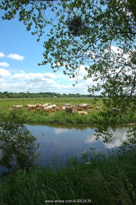 : Herd of Cows in the Marais du Cotentin : Herd of Cows in the Marais du Cotentin