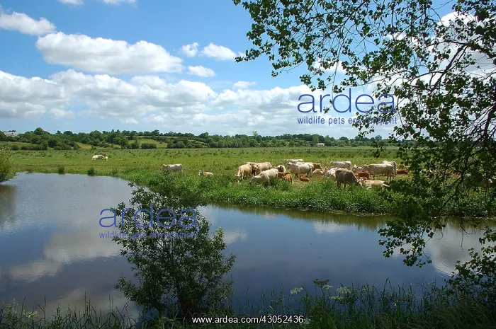 : Herd of Cows in the Marais du Cotentin Normandy : Herd of Cows in the Marais du Cotentin Normandy