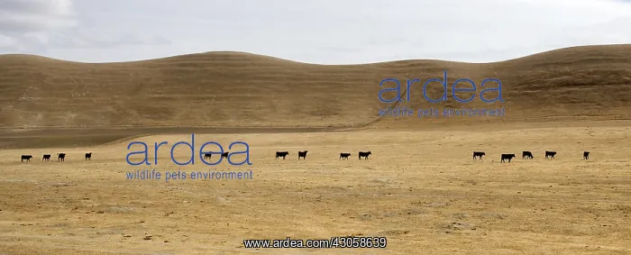 : Herd of cows in a meadow grass dry : Herd of cows in a meadow grass dry